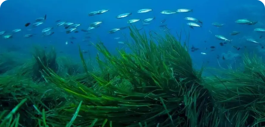 海草床
