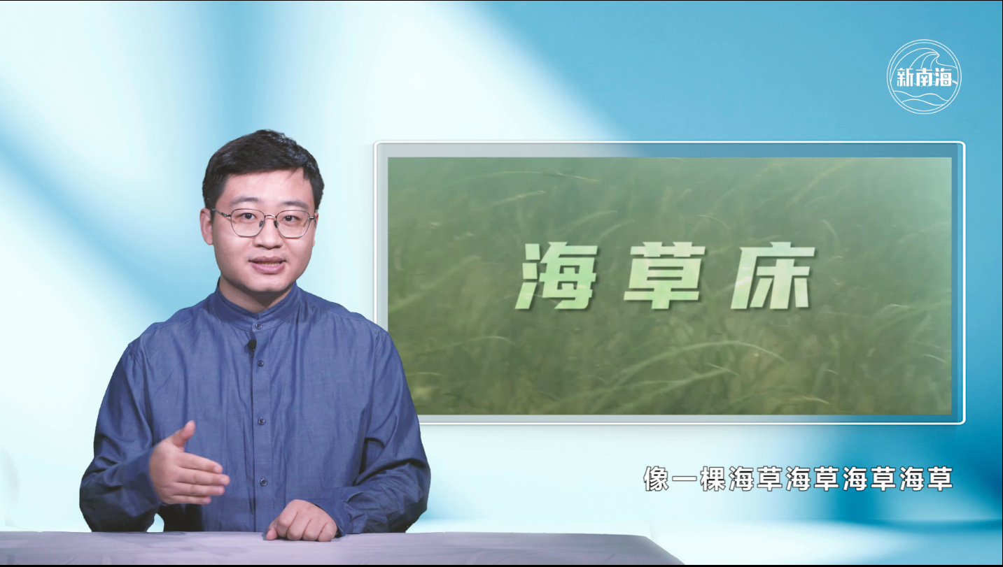 海草床