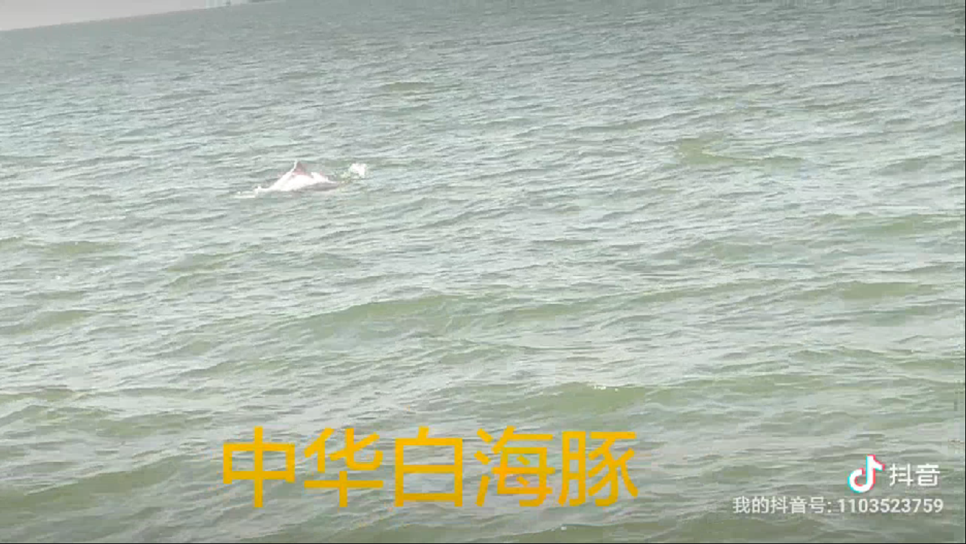 自然而然--中华白海豚