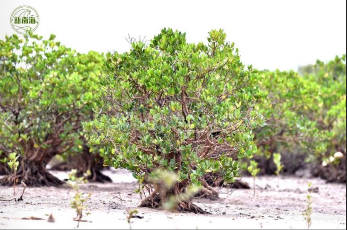 解码红树林 | 红树林及其维持生物多样性的意义