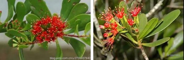 珍惜濒危红树植物——红榄李，在中国仅见于海南岛海岸边的少数分布