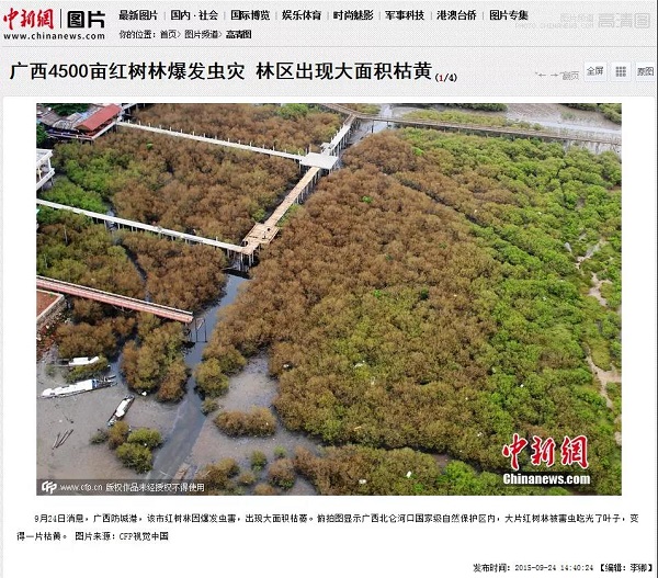 解码红树林 | “人畜无害”的清纯“小白花”竟然是……