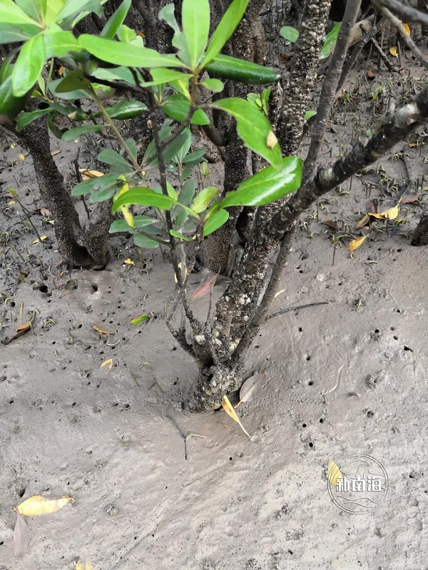 污损生物侵害