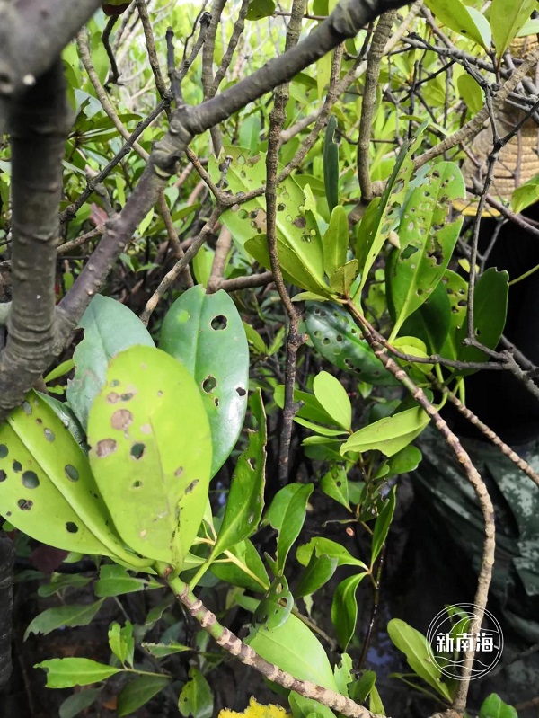 红树植物病虫害