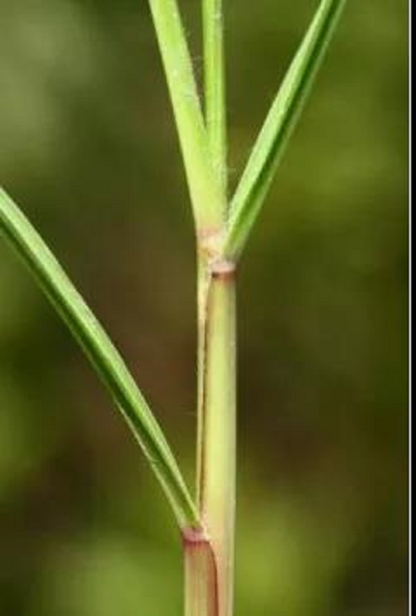 互花米草的茎与叶鞘
