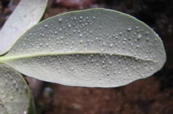 白骨壤叶片的泌盐现象