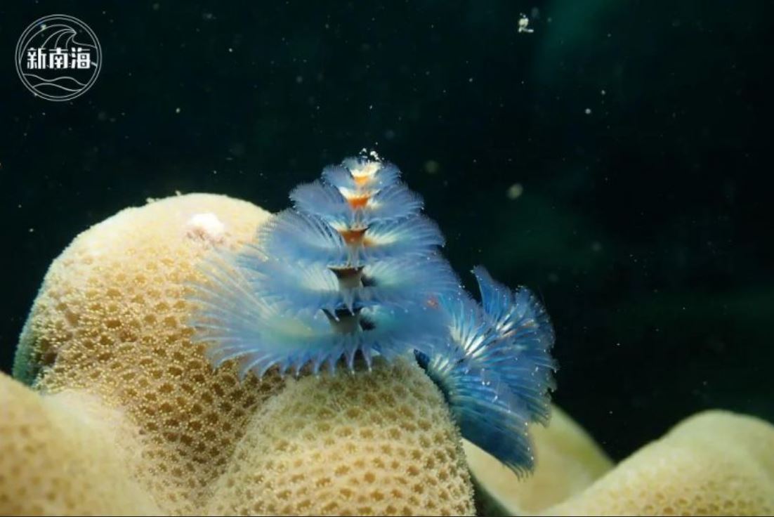 解码珊瑚礁 | 珊瑚礁及其维持生物多样性的意义