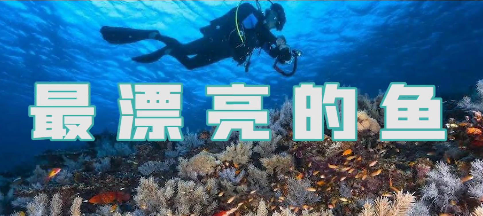 最漂亮的鱼