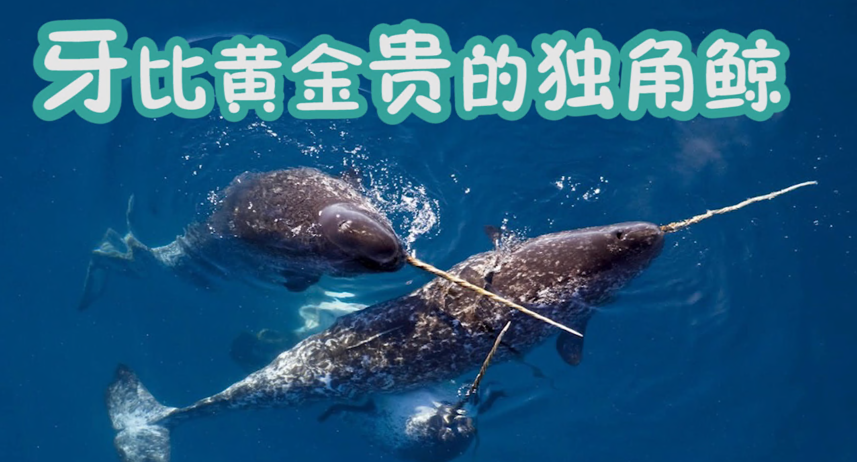 牙比黄金贵的独角鲸