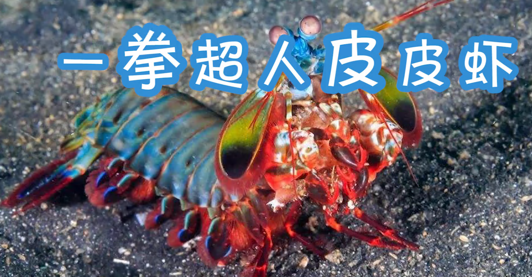 一拳超人皮皮虾