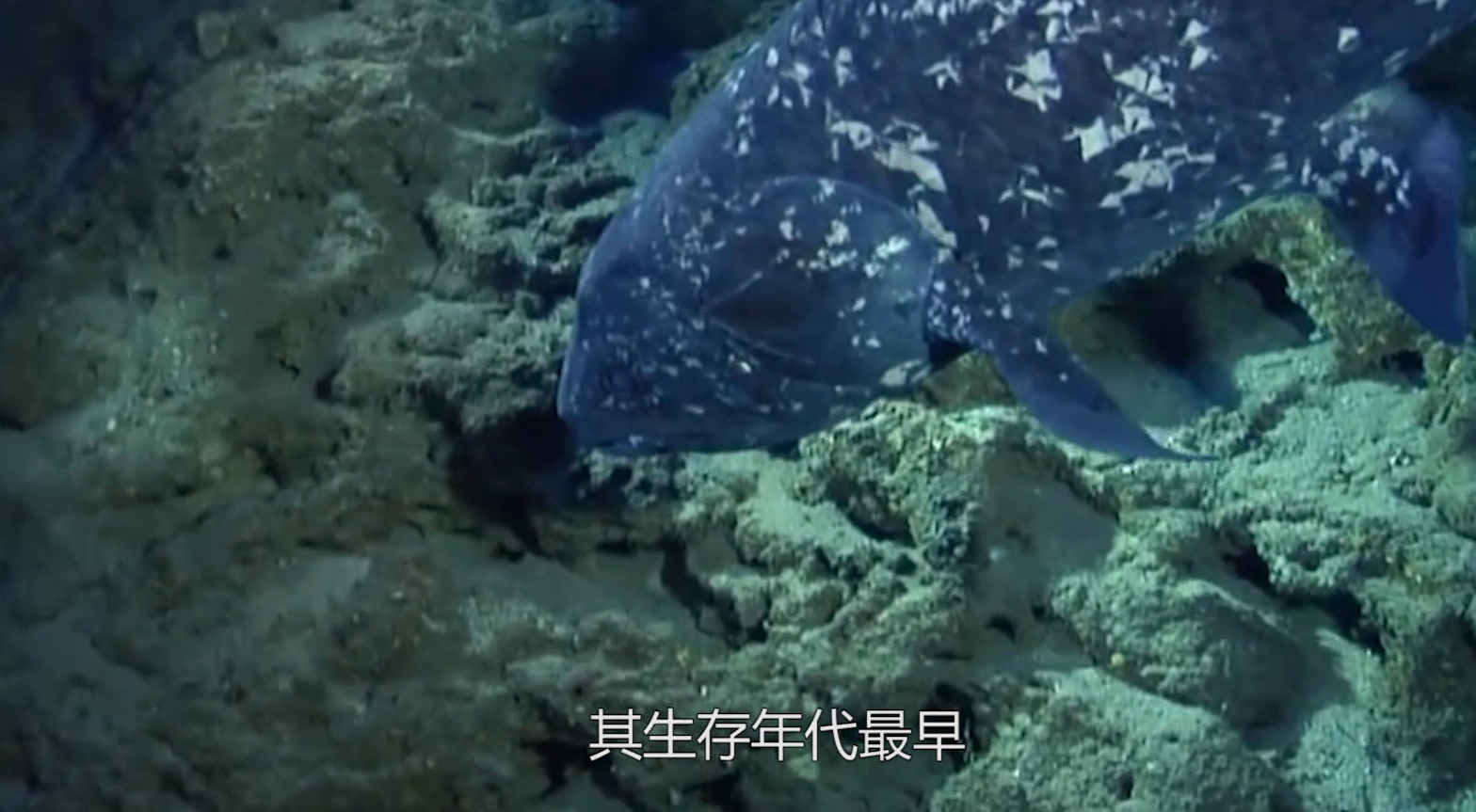 至今还存活的史前生物