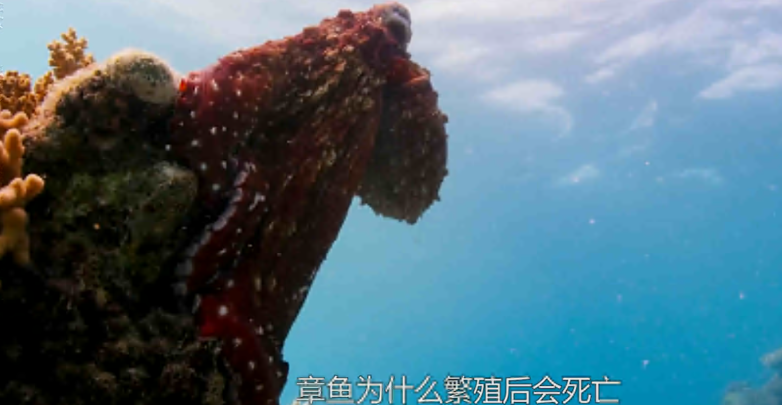 章鱼为何会以自杀的方式繁殖