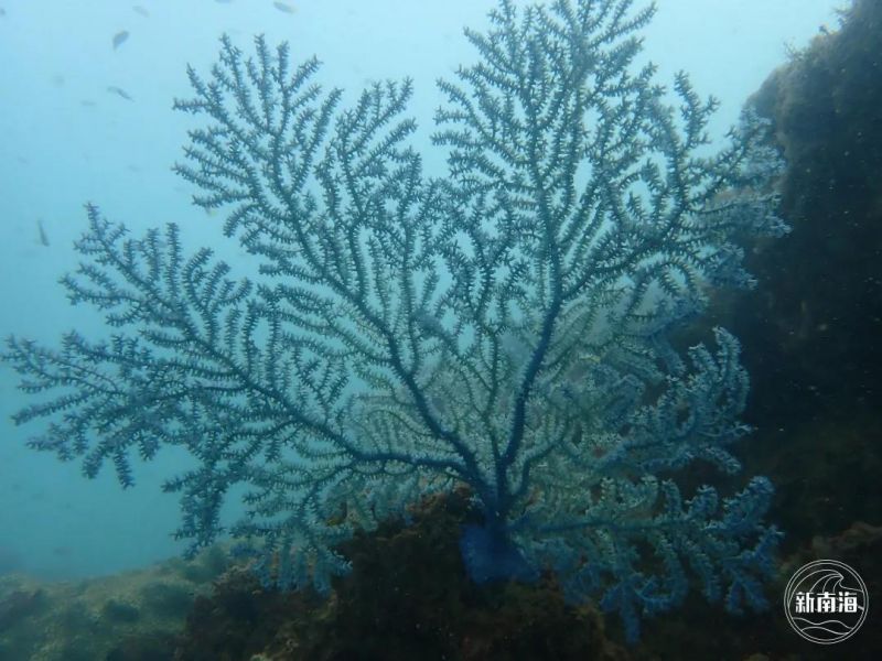 珊瑚礁11