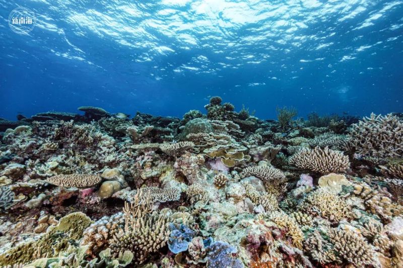 珊瑚礁4