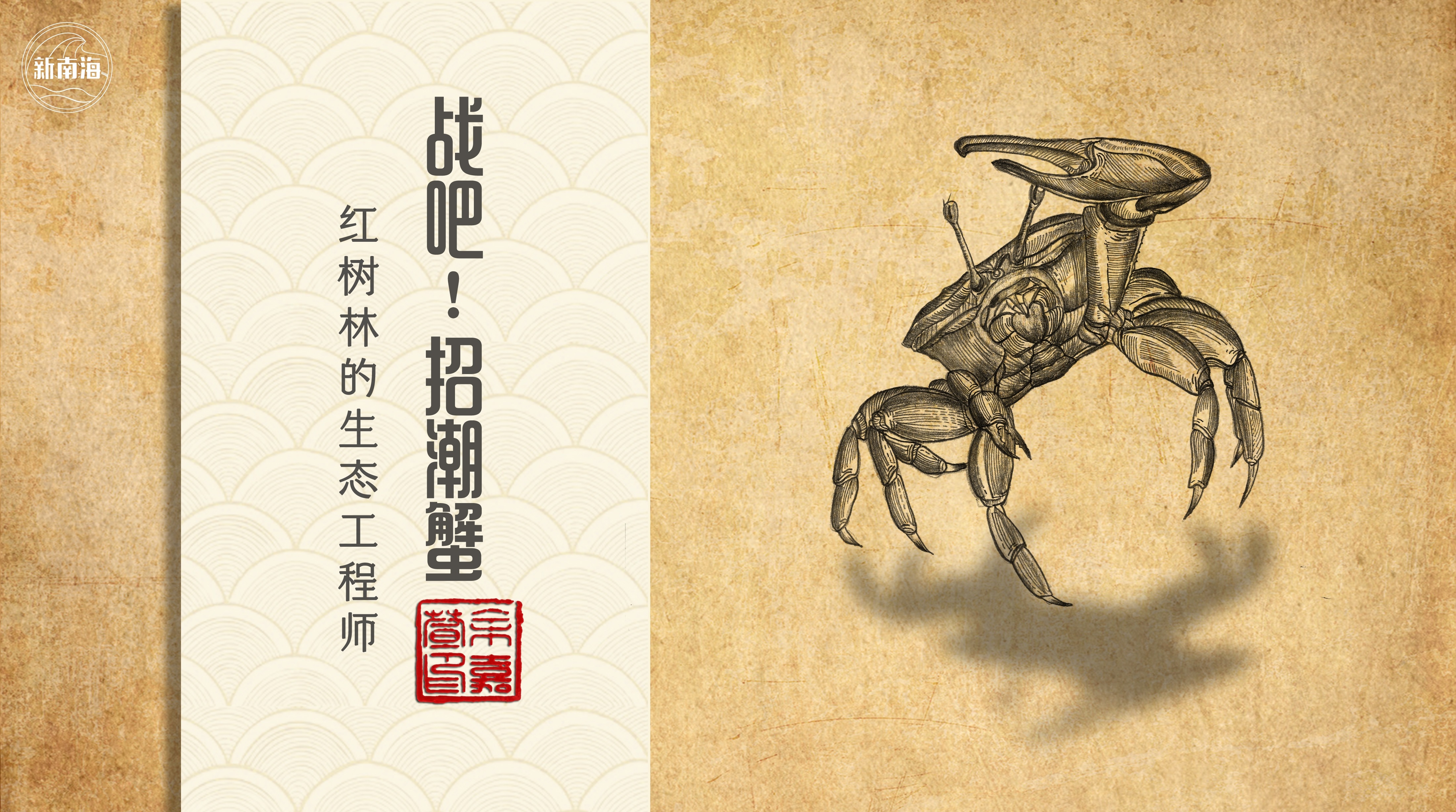红树林的生态工程师 招潮蟹
